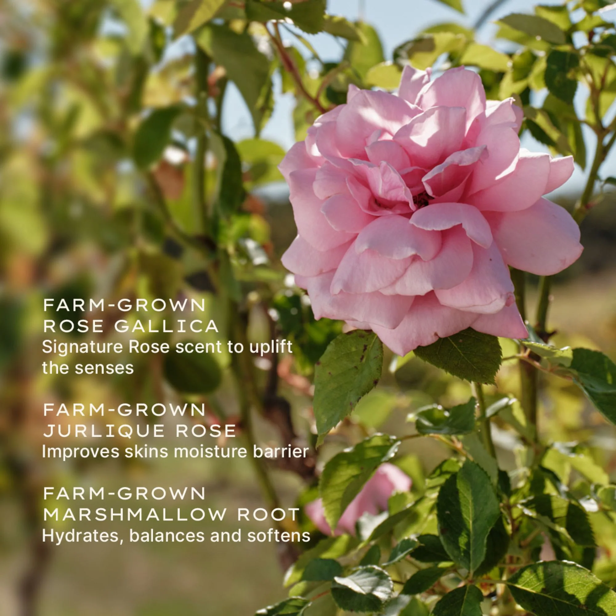 Rare Rose Serum - Image 4